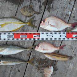 こかわ渡船　雅丸 釣果