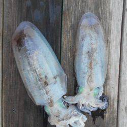 こかわ渡船　雅丸 釣果