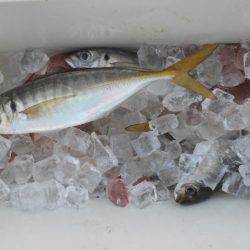 こかわ渡船　雅丸 釣果