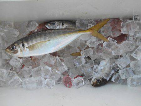 こかわ渡船　雅丸 釣果