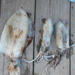 こかわ渡船 雅丸 釣果