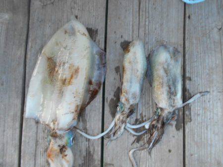 こかわ渡船　雅丸 釣果