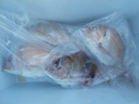 こかわ渡船 雅丸 釣果