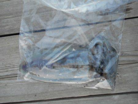 こかわ渡船 雅丸 釣果