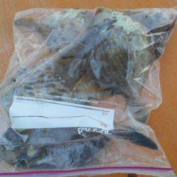 こかわ渡船 雅丸 釣果