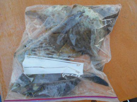 こかわ渡船 雅丸 釣果