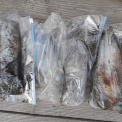 こかわ渡船 雅丸 釣果