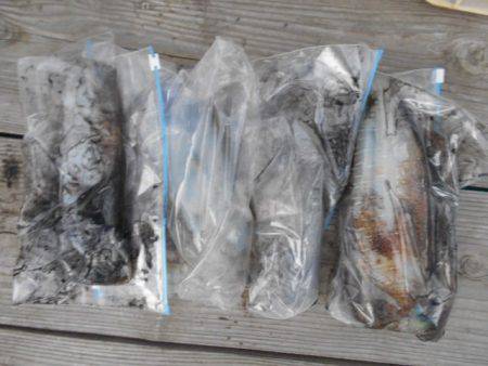 こかわ渡船　雅丸 釣果