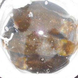 こかわ渡船 雅丸 釣果