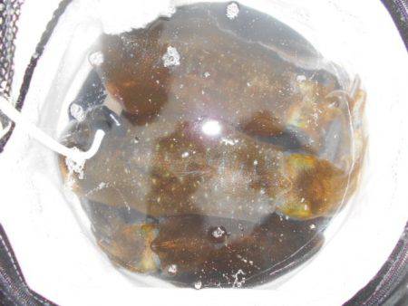 こかわ渡船 雅丸 釣果