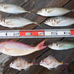 こかわ渡船 雅丸 釣果