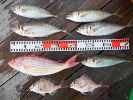 こかわ渡船 雅丸 釣果