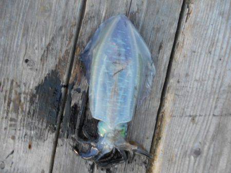 こかわ渡船　雅丸 釣果