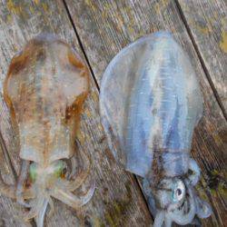 こかわ渡船　雅丸 釣果