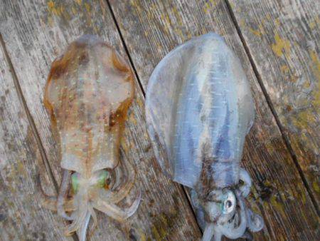 こかわ渡船　雅丸 釣果