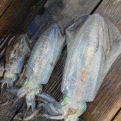 こかわ渡船　雅丸 釣果