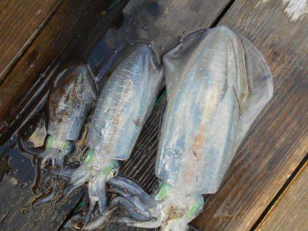 こかわ渡船　雅丸 釣果