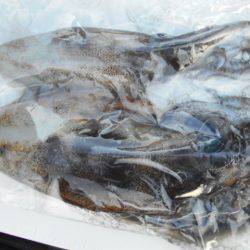 こかわ渡船　雅丸 釣果