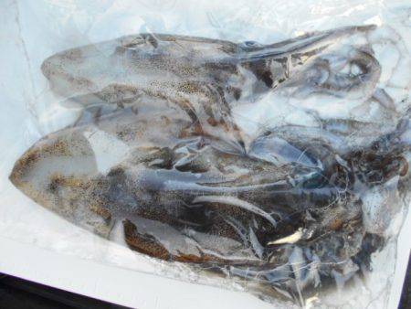 こかわ渡船　雅丸 釣果