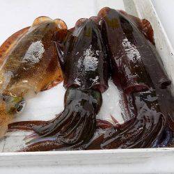 フィッシングボート空風(そらかぜ) 釣果