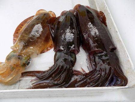 フィッシングボート空風 釣果