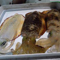 フィッシングボート空風(そらかぜ) 釣果