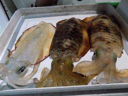 フィッシングボート空風(そらかぜ) 釣果