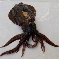 フィッシングボート空風(そらかぜ) 釣果