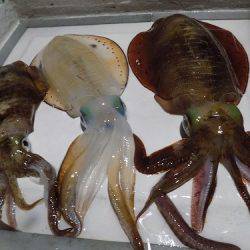 フィッシングボート空風（そらかぜ） 釣果