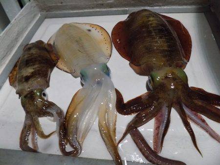 フィッシングボート空風（そらかぜ） 釣果