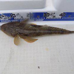 フィッシングボート空風(そらかぜ) 釣果