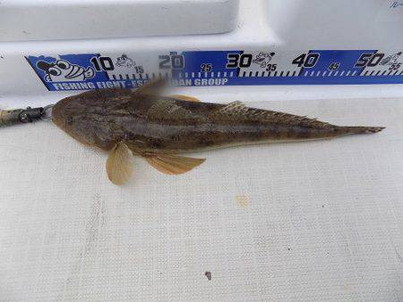 フィッシングボート空風(そらかぜ) 釣果