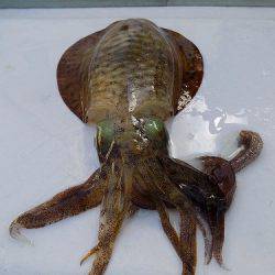 フィッシングボート空風（そらかぜ） 釣果