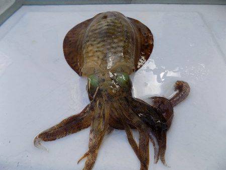 フィッシングボート空風 釣果