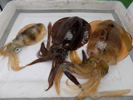 フィッシングボート空風(そらかぜ) 釣果