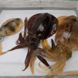 フィッシングボート空風 釣果