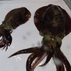 フィッシングボート空風(そらかぜ) 釣果