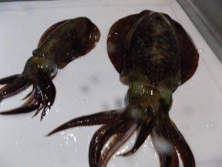 フィッシングボート空風 釣果