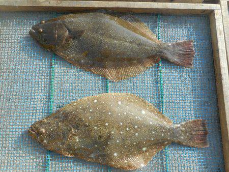 大進丸（愛知） 釣果