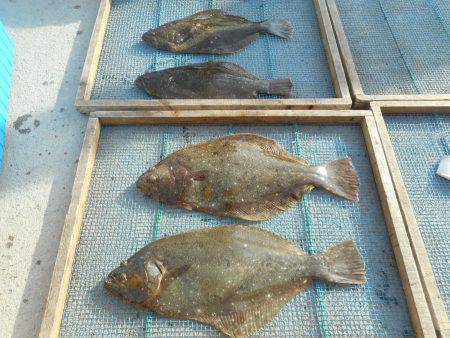 大進丸（愛知） 釣果