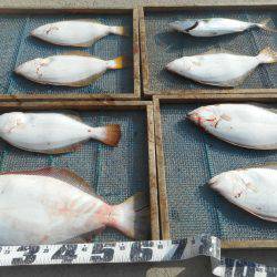 大進丸（愛知） 釣果