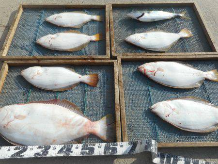 大進丸（愛知） 釣果