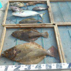 大進丸（愛知） 釣果