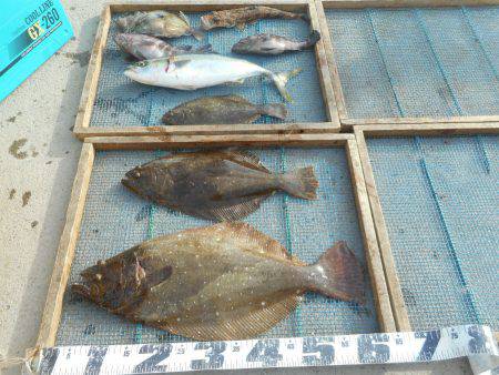 大進丸（愛知） 釣果