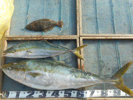 大進丸(愛知) 釣果