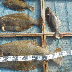 大進丸(愛知) 釣果