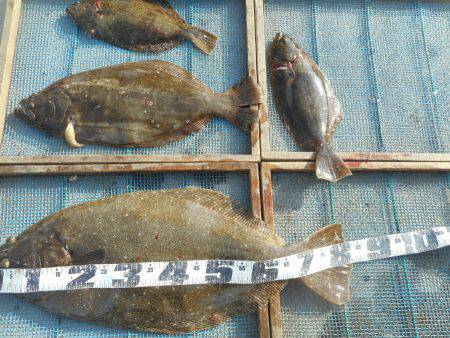 大進丸(愛知) 釣果