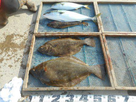 大進丸(愛知) 釣果