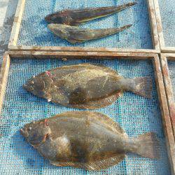 大進丸(愛知) 釣果