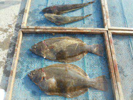 大進丸(愛知) 釣果